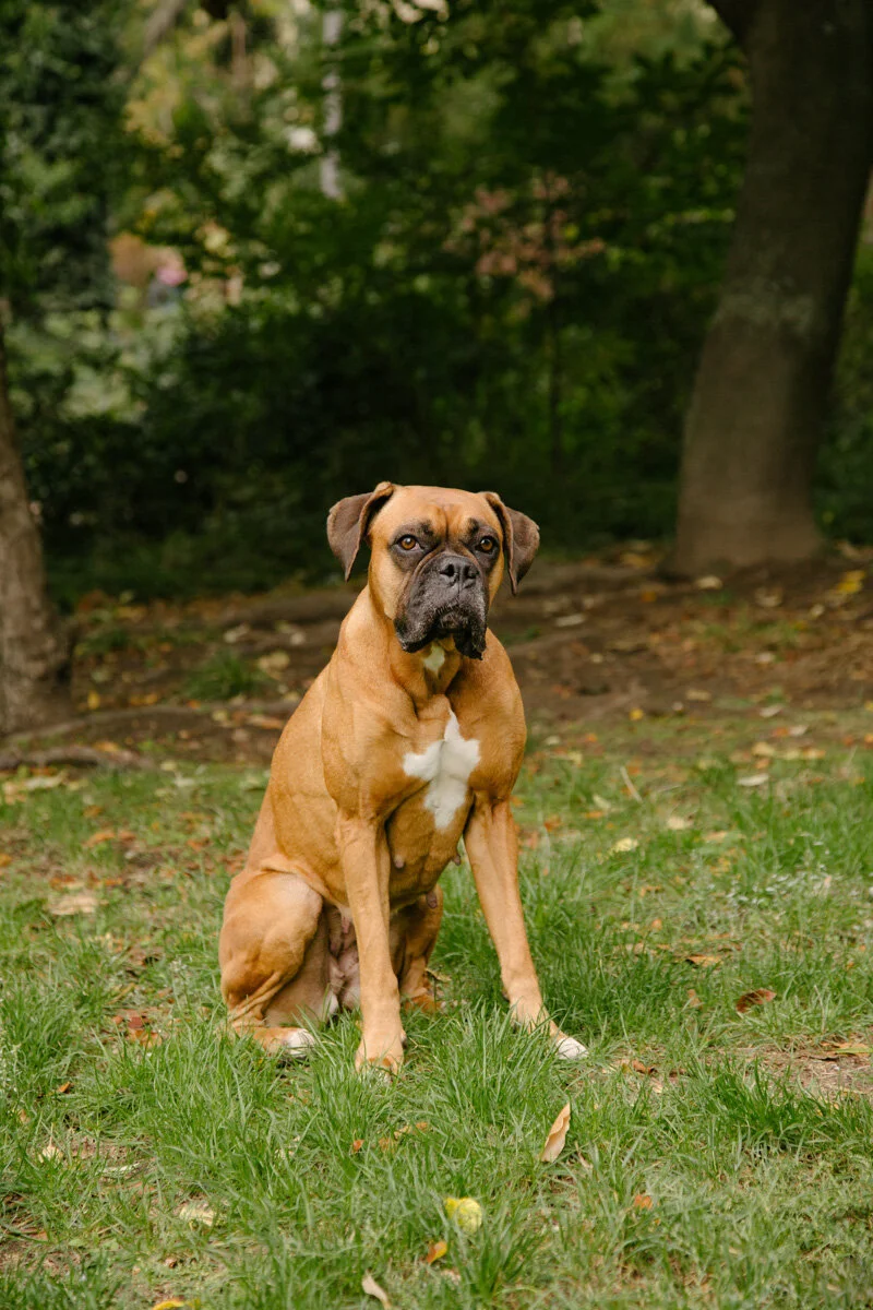 pet new-3.jpg