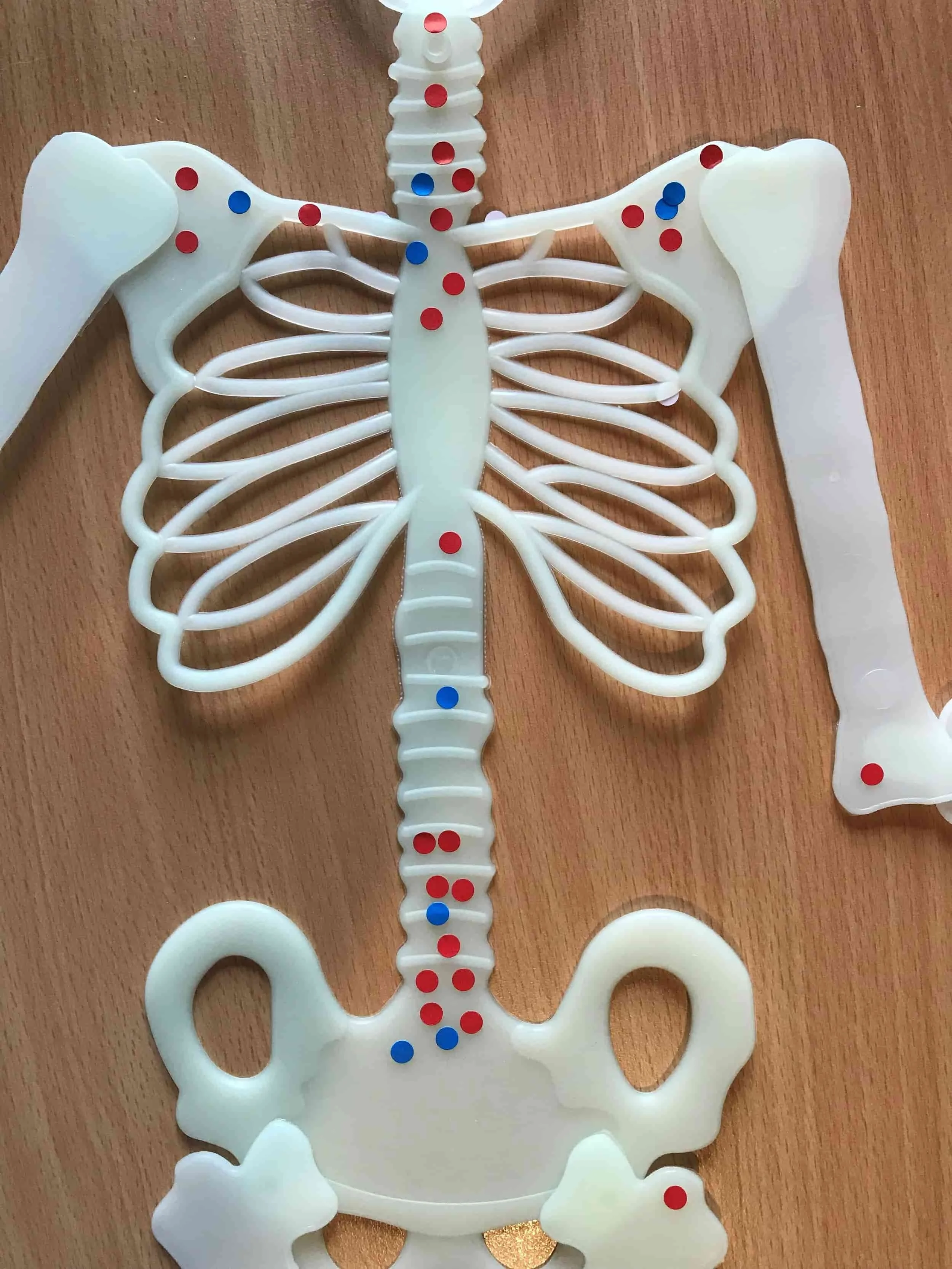 Plastic skeleton torso with red and blue dots in various places