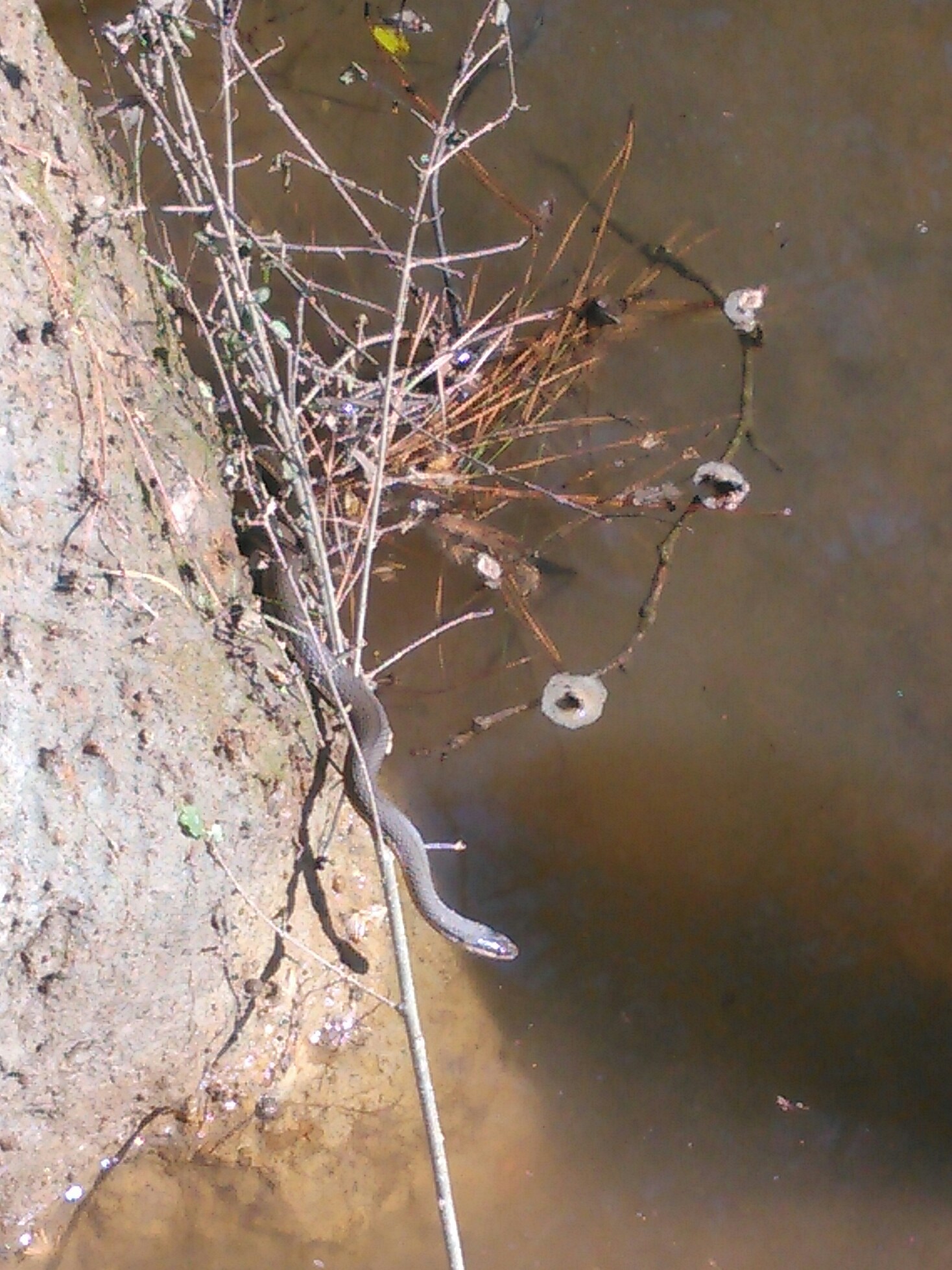 Yellow Banded Watersnake