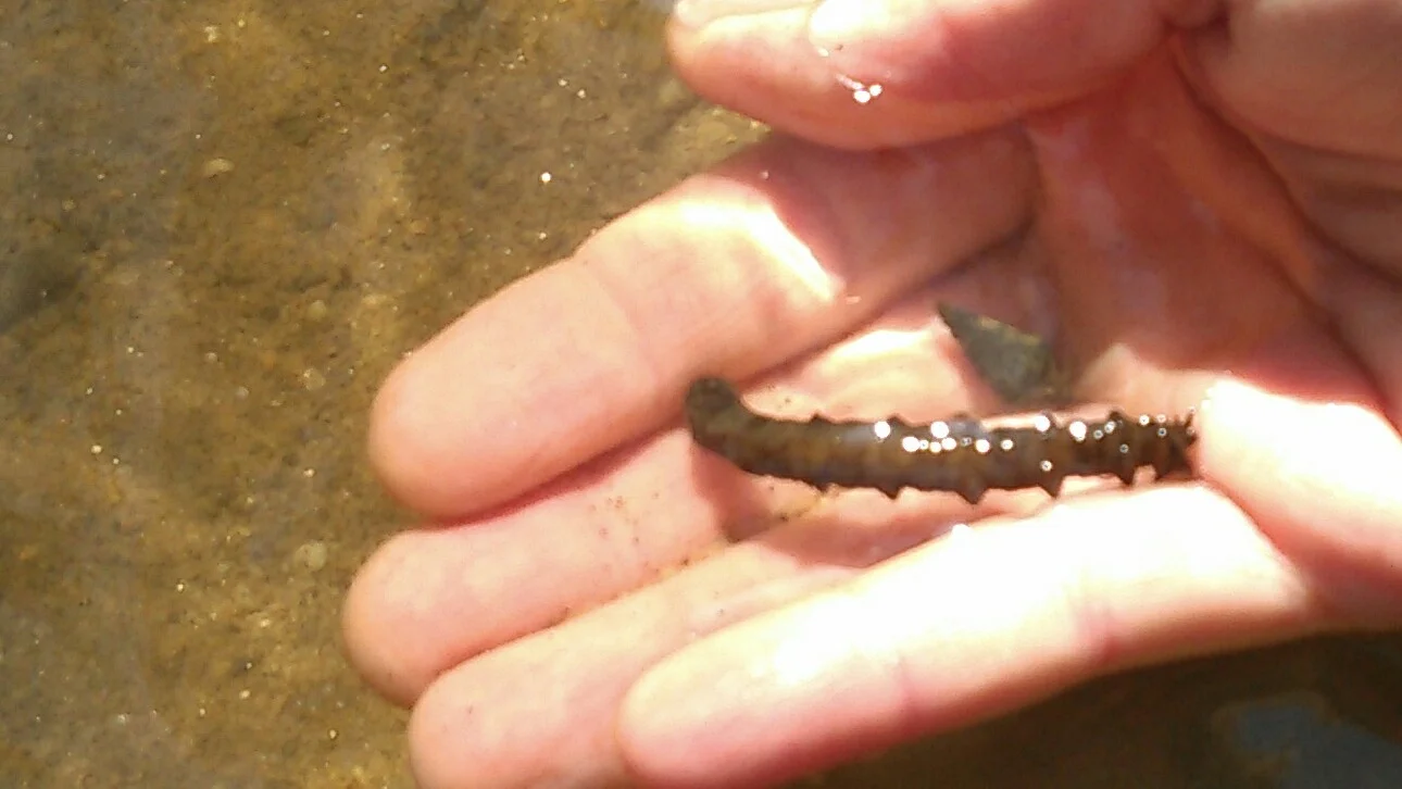 Aquatic Dragonfly Larva