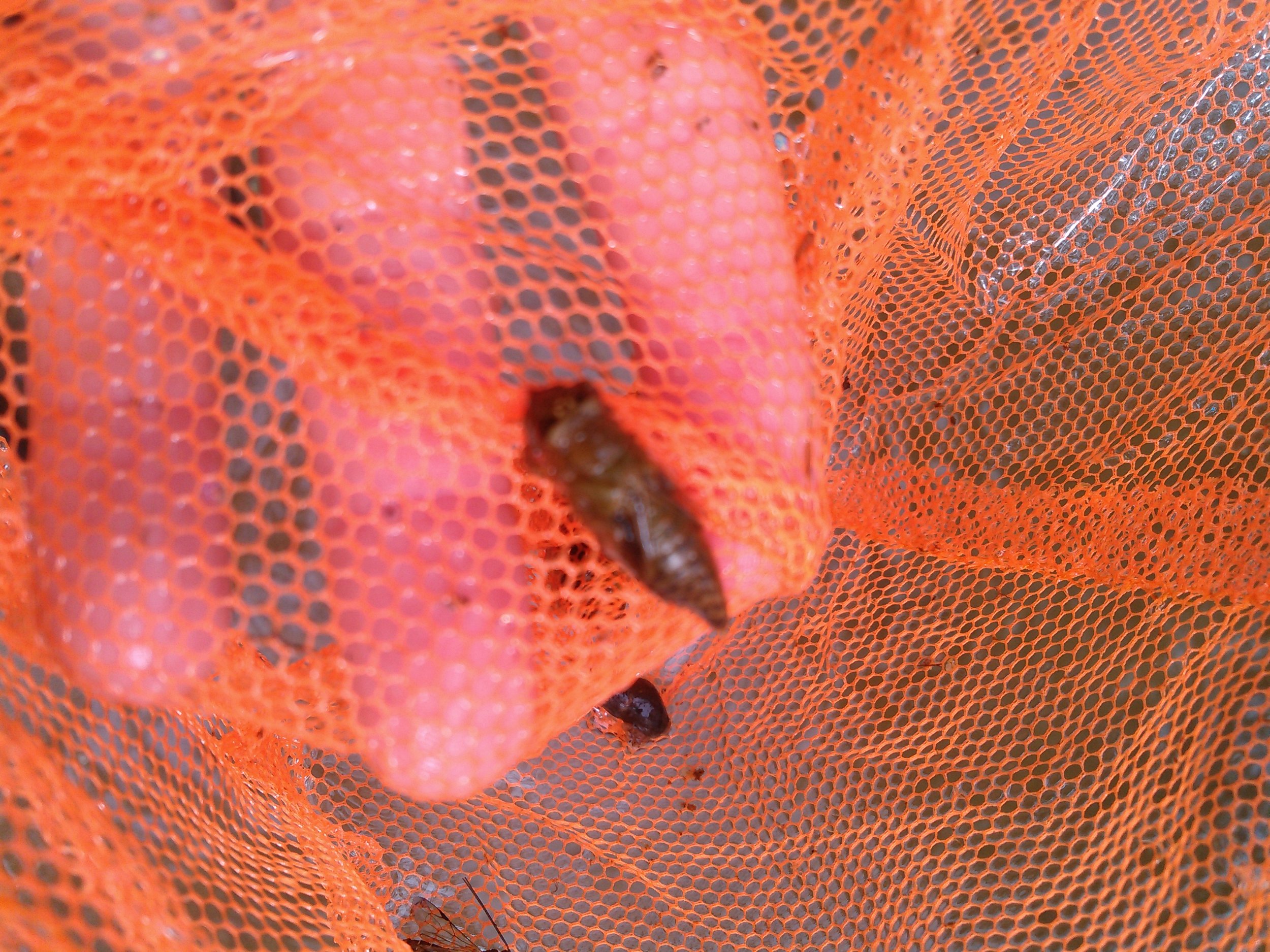 Aquatic Fly Larva