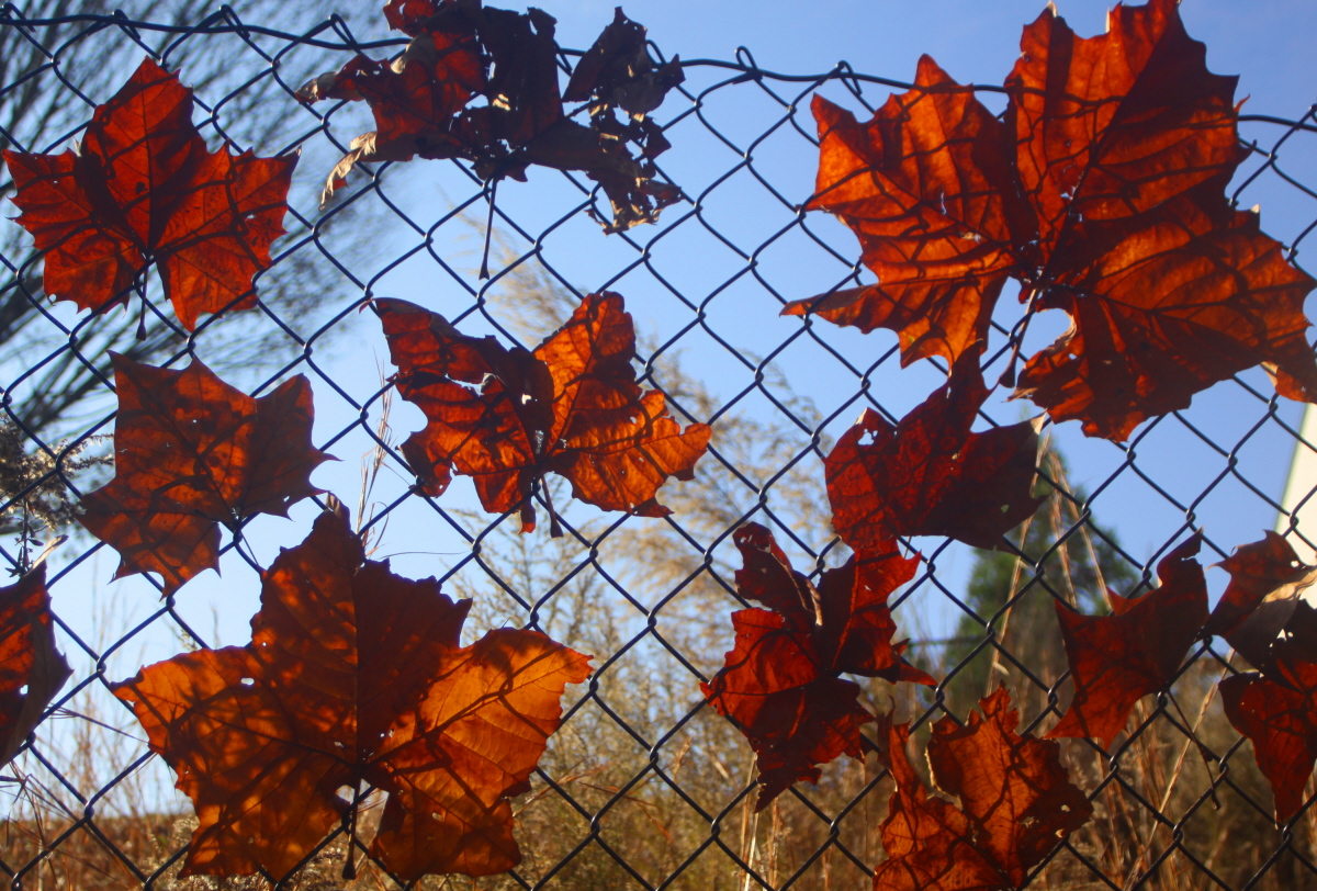 Leaf stained glass closeup email.jpg