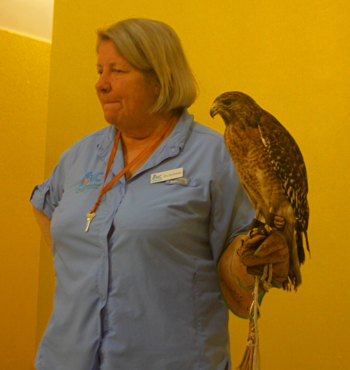 Ki Eve shares a red-shouldered hawk with us email.jpg