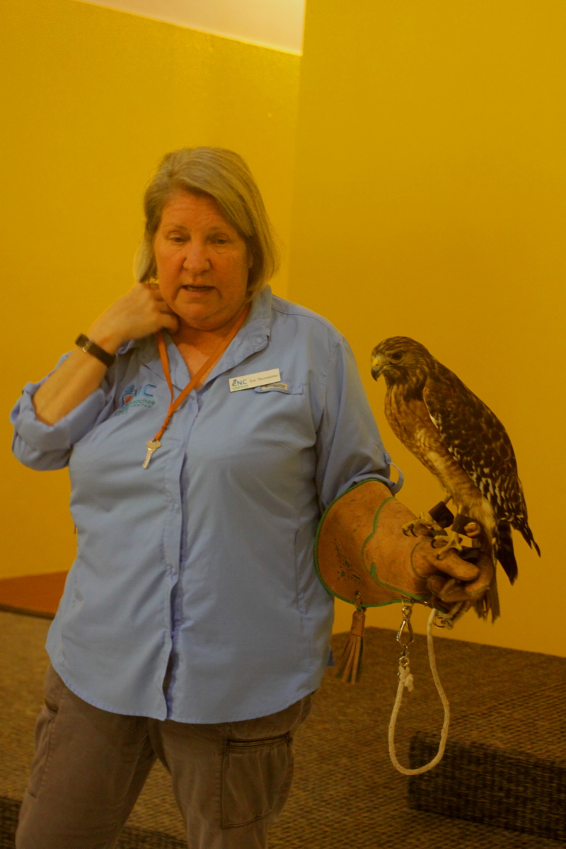 Ki Eve and the red-shouldered hawk email.jpg