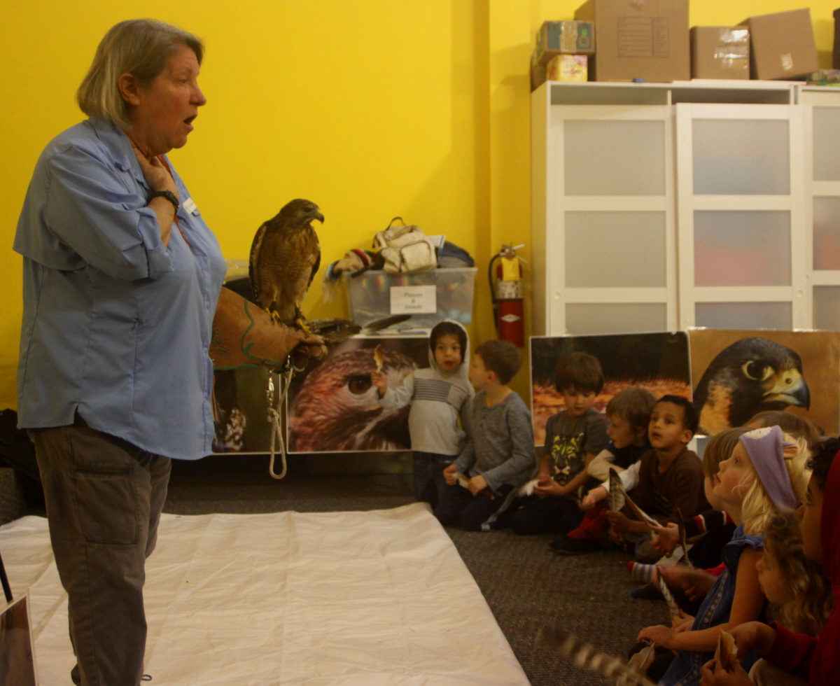 Ki Eve shares a red-tailed hawk with the kindergarten email.jpg