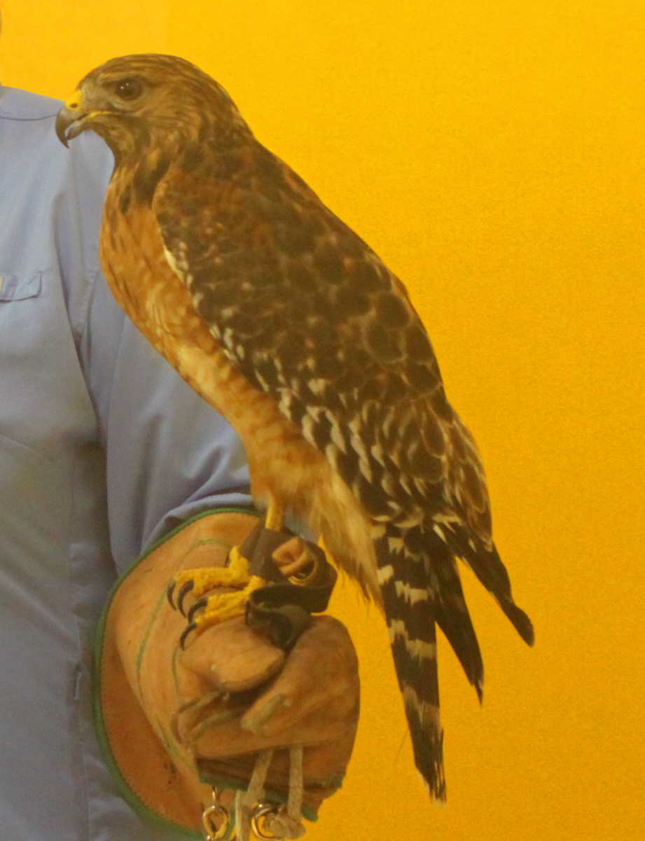 Red-shouldered hawk closeup email.jpg