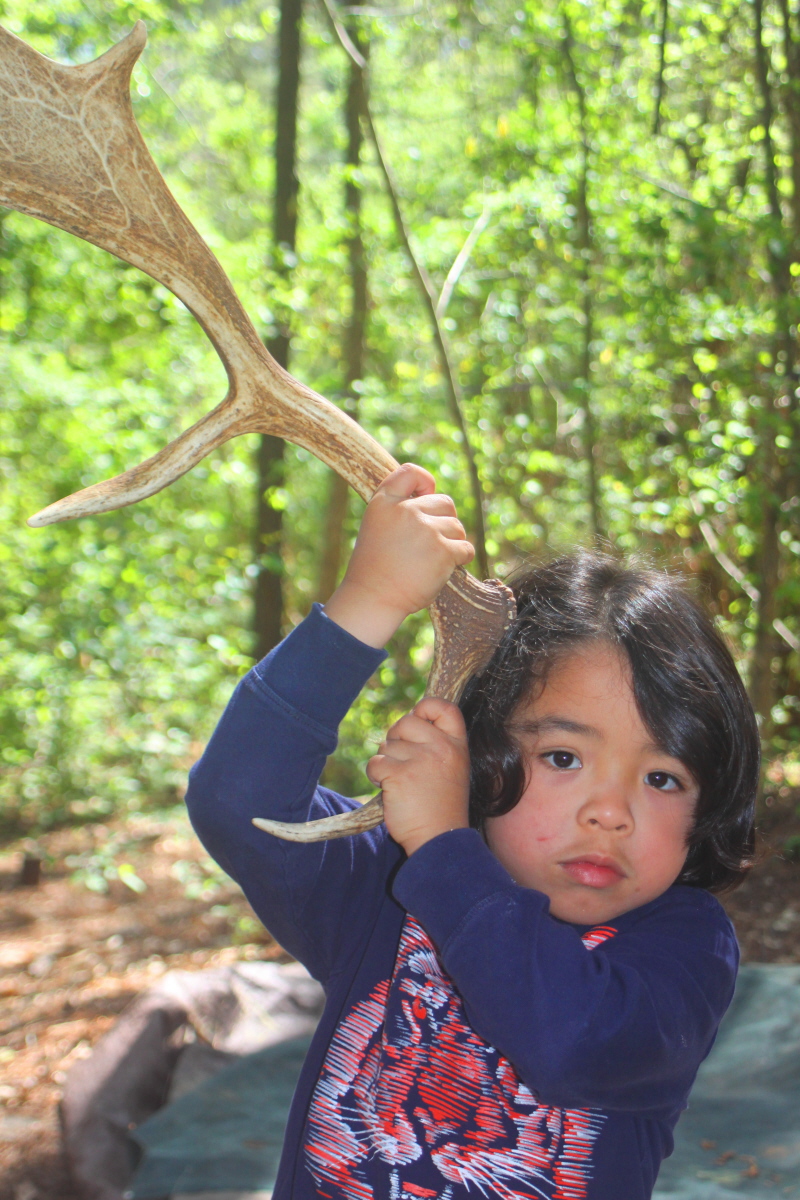 Fallow deer antler email.jpg