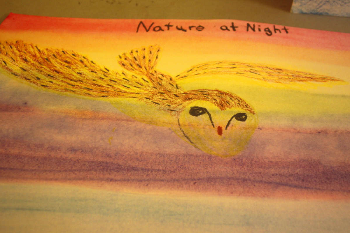 Nature at Night barn owl email.jpg
