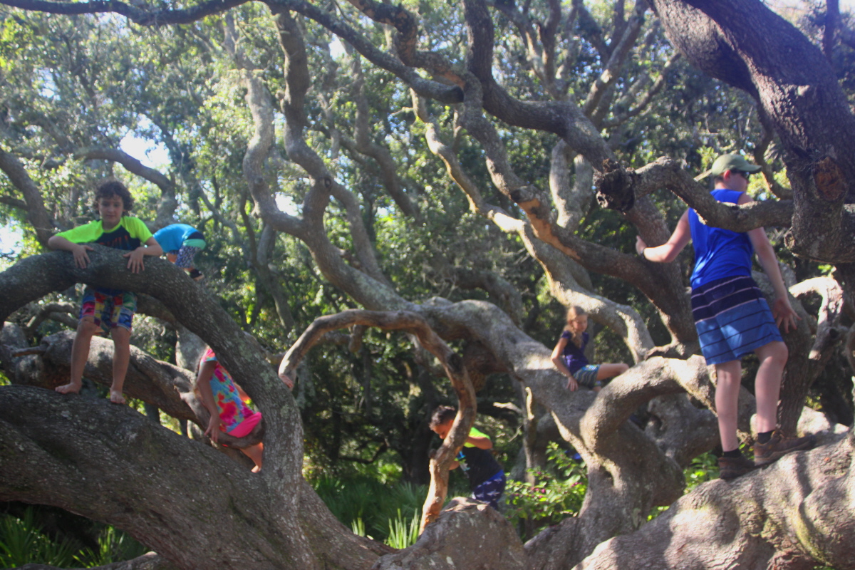 The climbing tree on Cumberland Island email.jpg