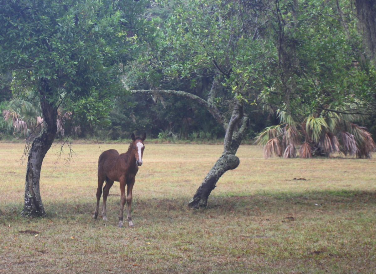 Wild colt on Cumberland email.jpg