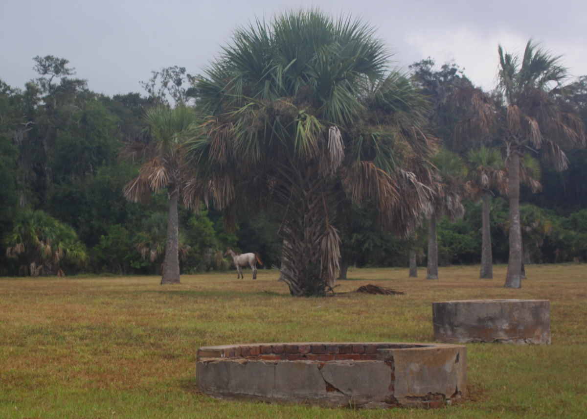 Wild horse and palms on Cumberland email.jpg