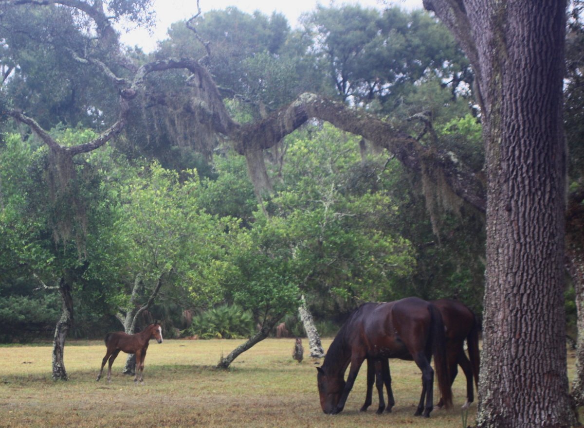 Wild horses on Cumberland Island email.jpg