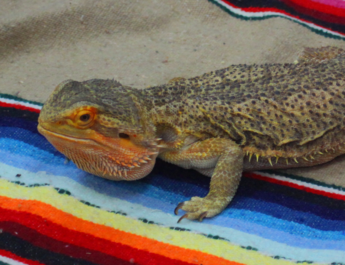 Bearded dragon closeup email.jpg