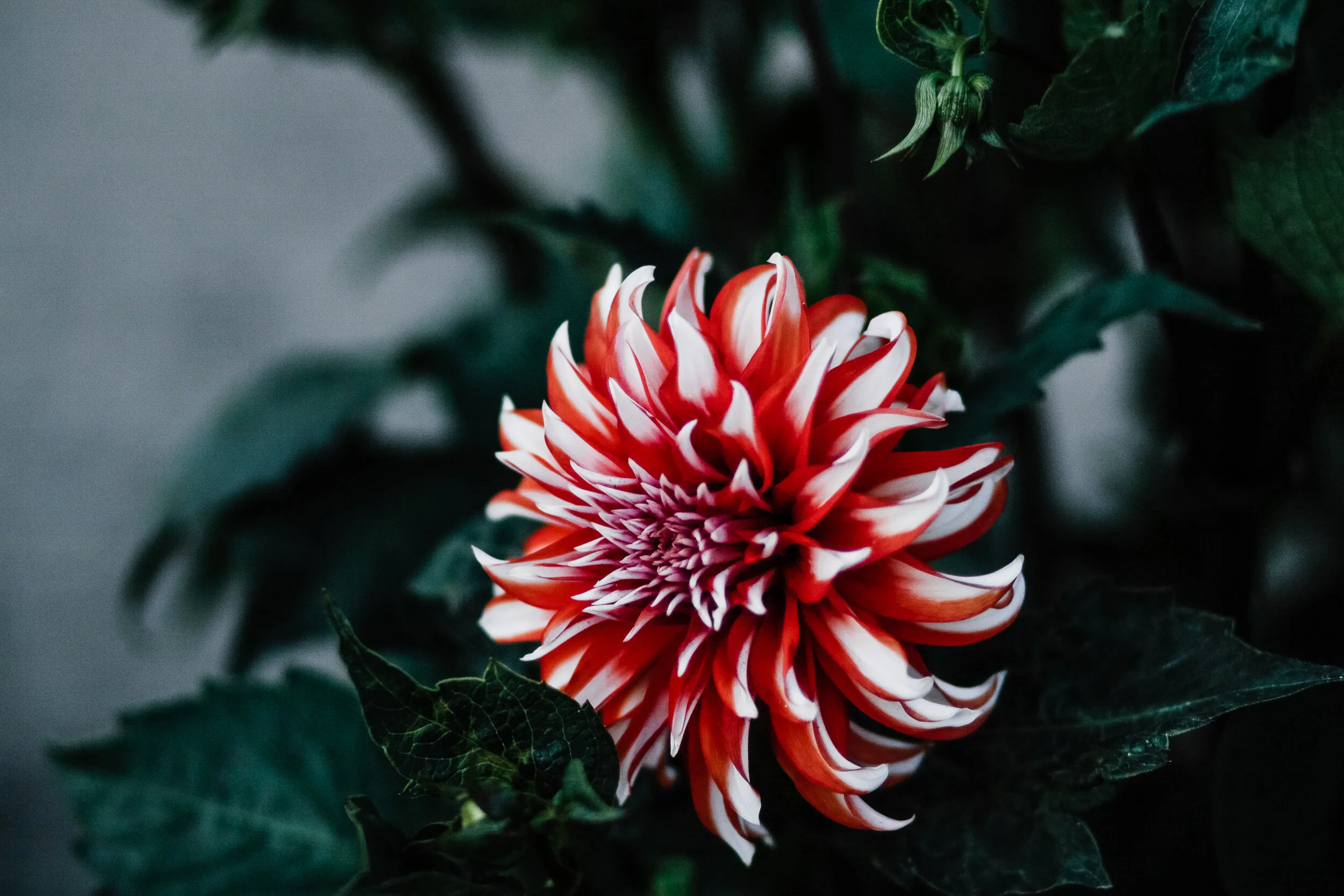 2018-06-04_08-29-24_130 (2018-06-11T01_07_12.128).jpg