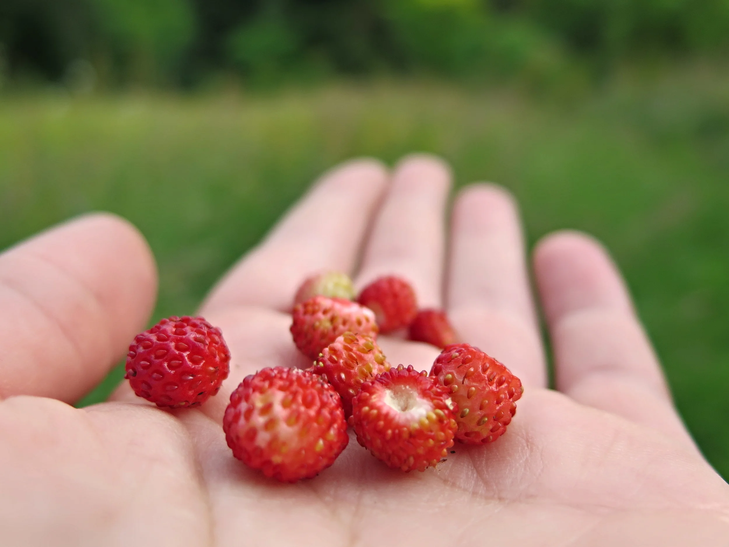 Wild Strawbs