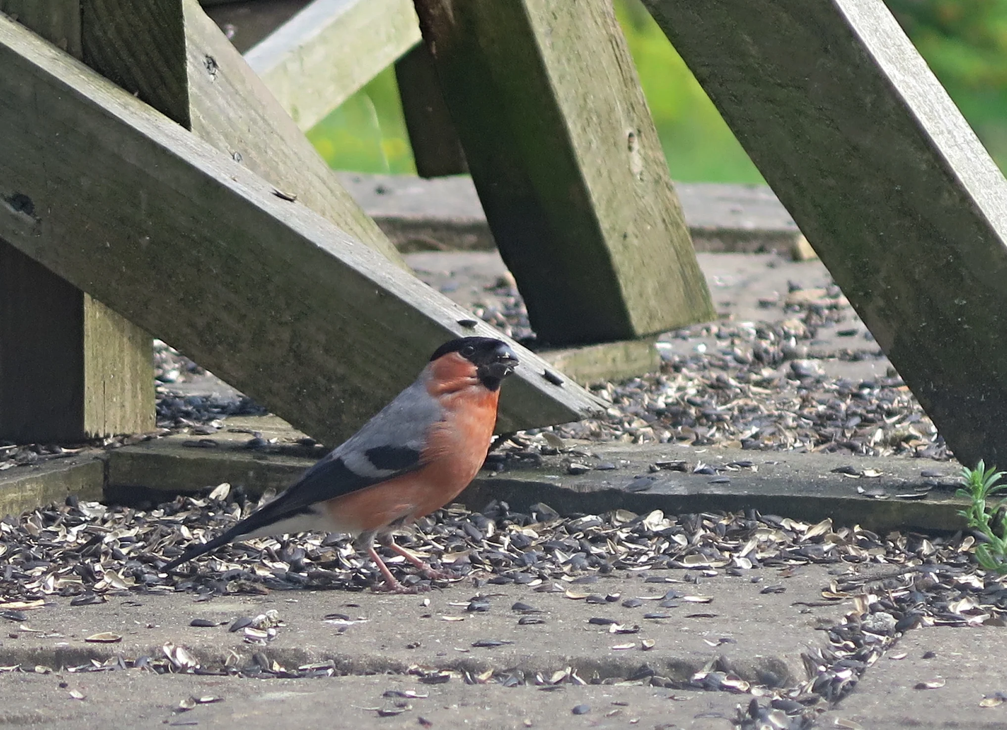 Bull Finch