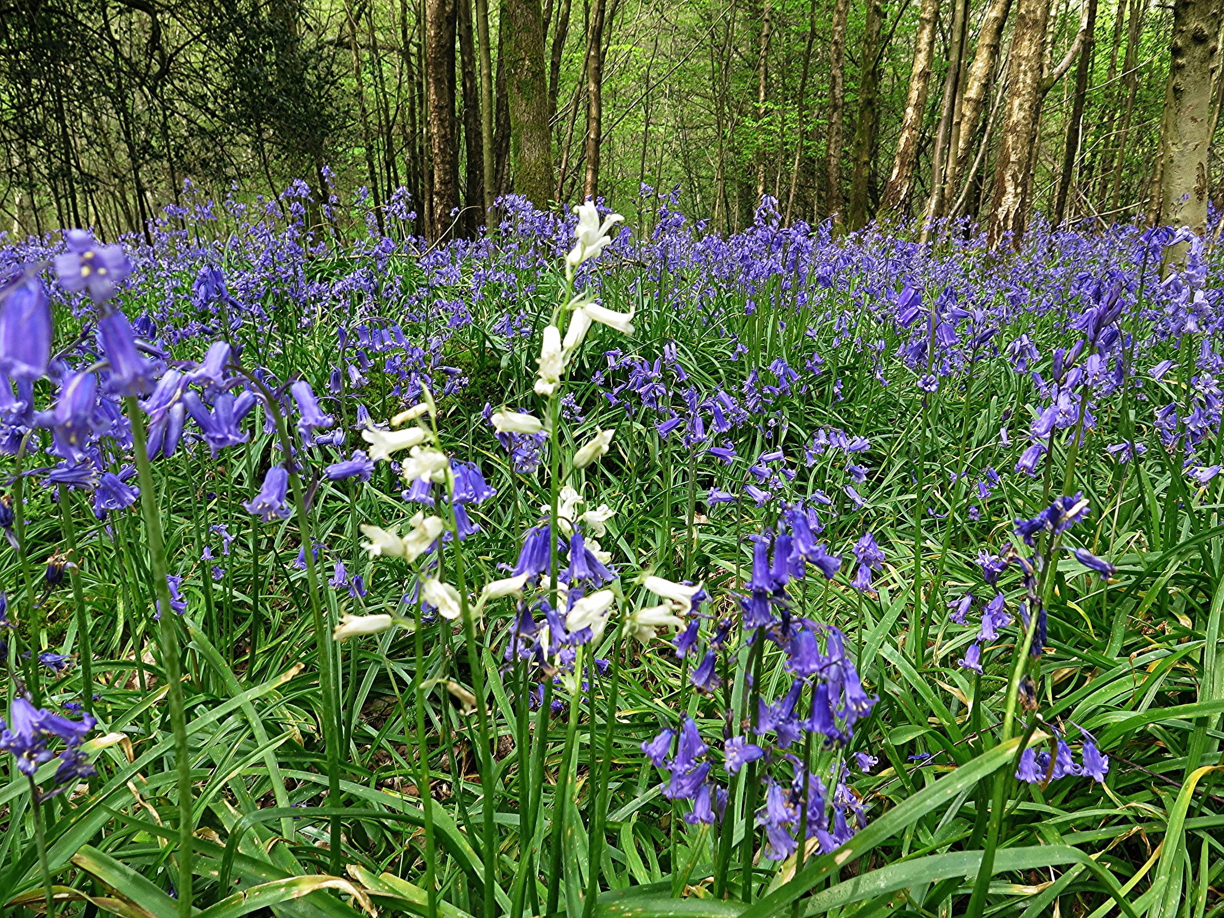English Bluebells