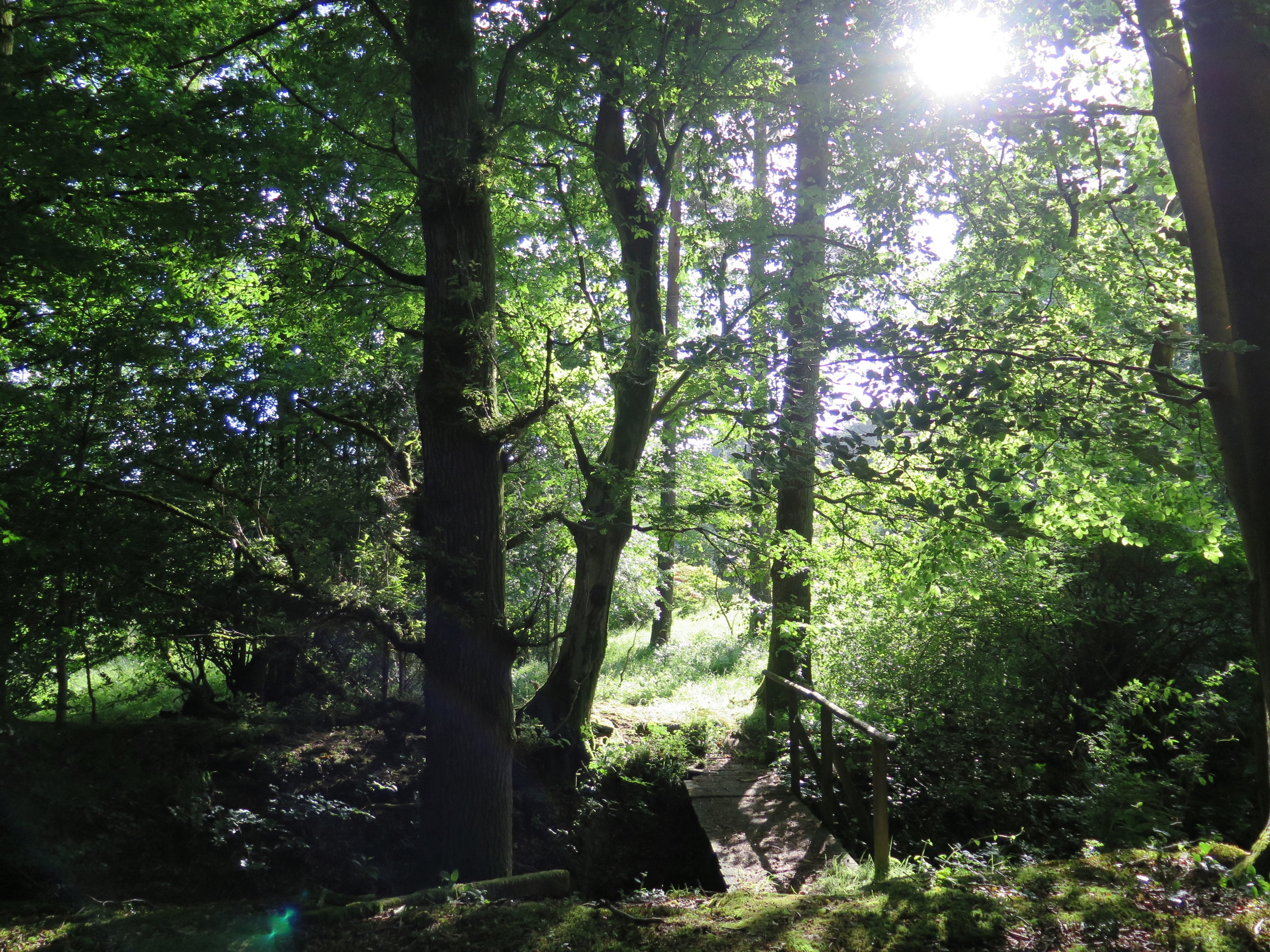 Woodlands
