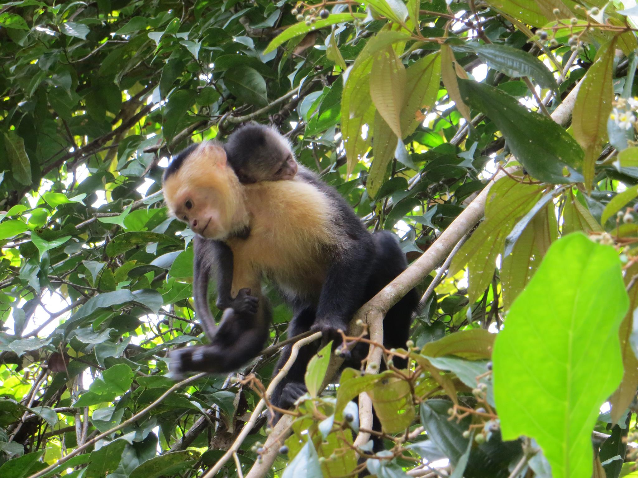 Capuchin Monkey