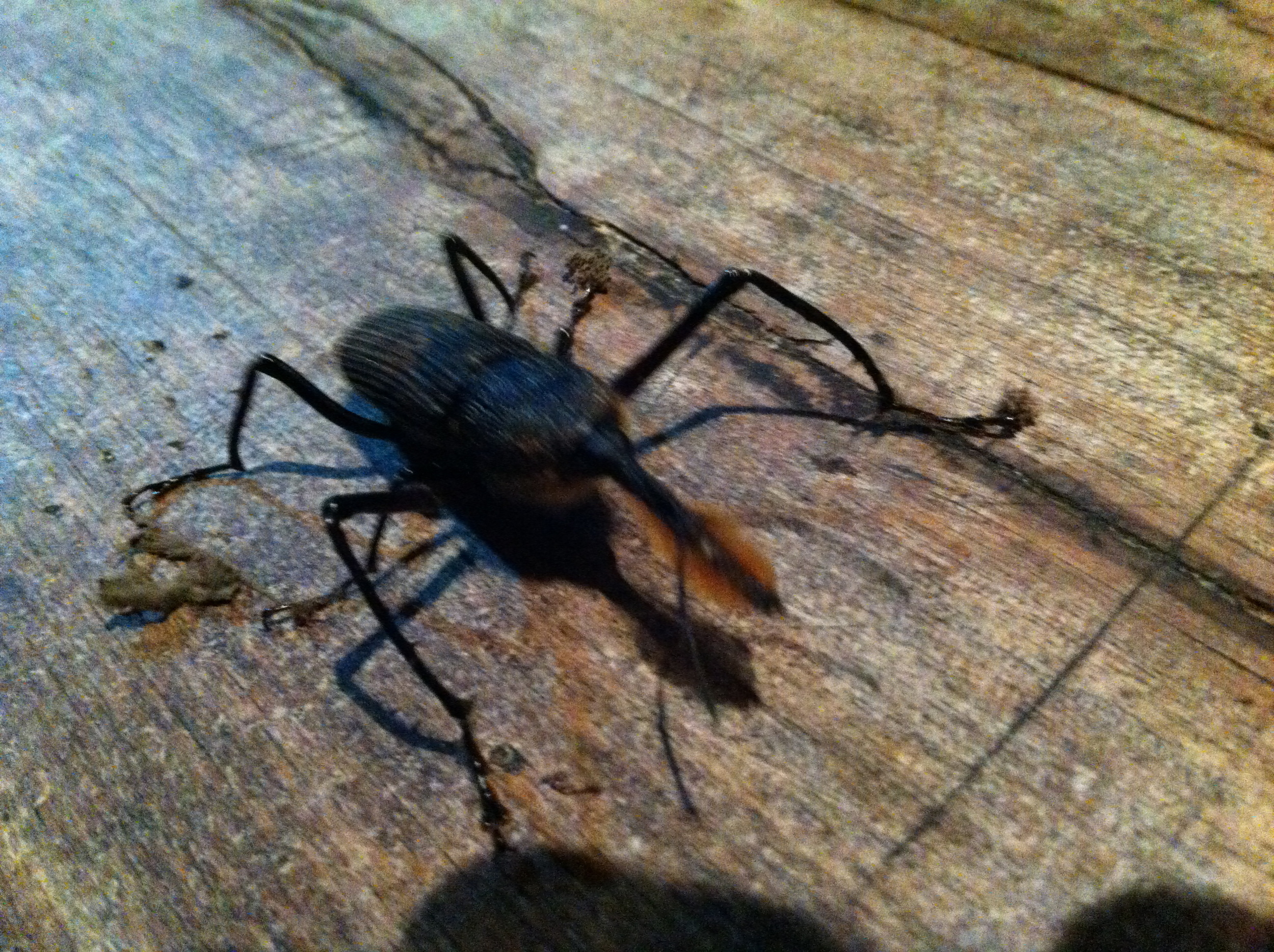 Bottlebrush-nosed Weevil