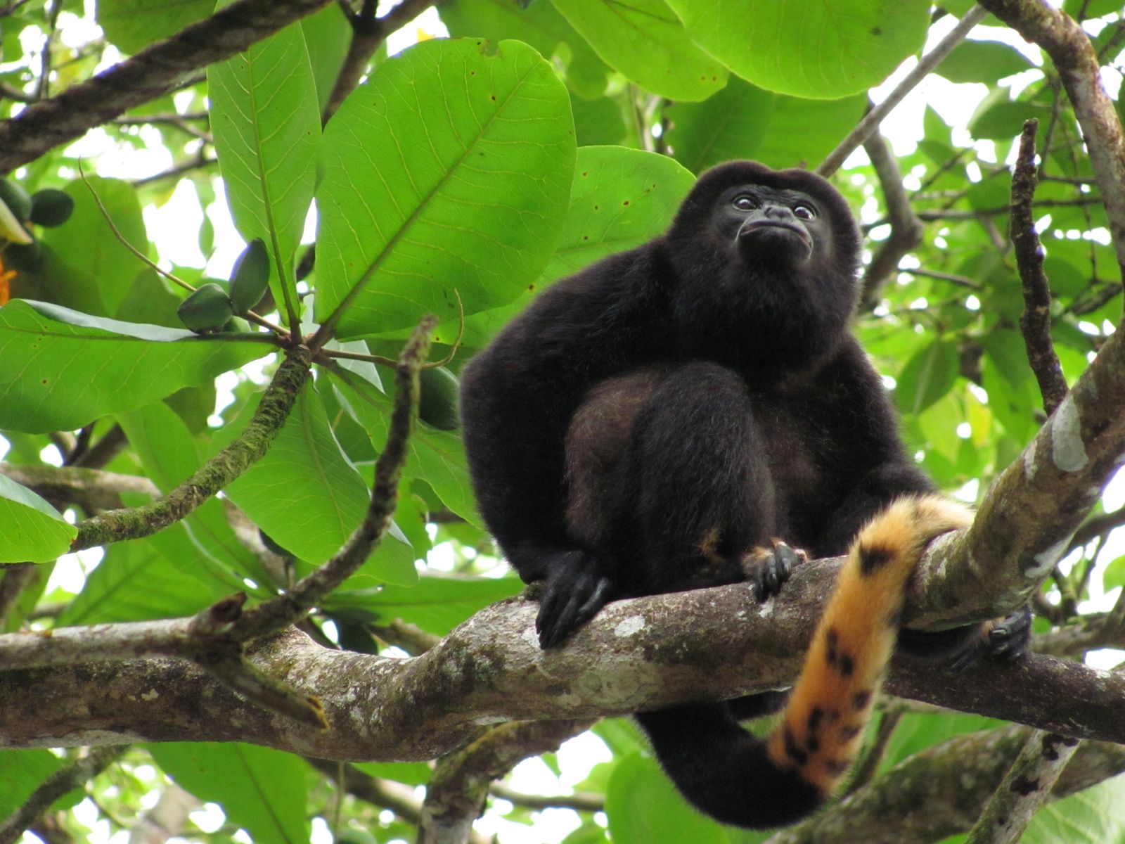 Howler Monkey