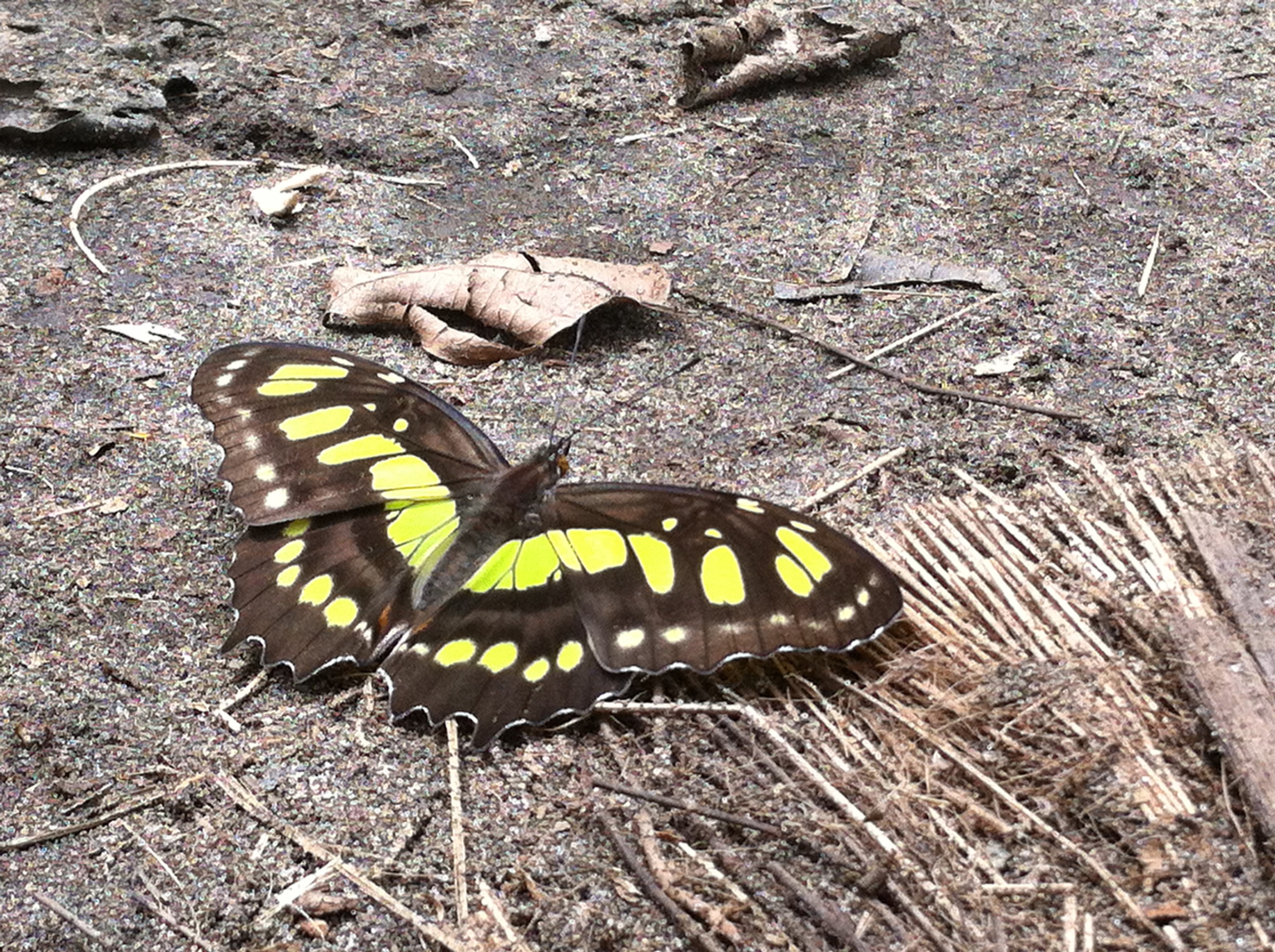 Butterfly