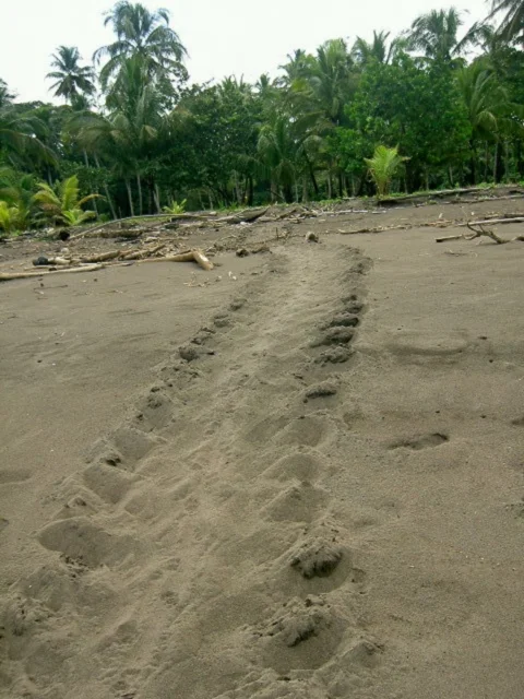 Turtle Tracks