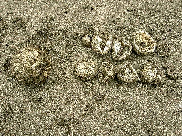 Leatherback Turtle Eggs