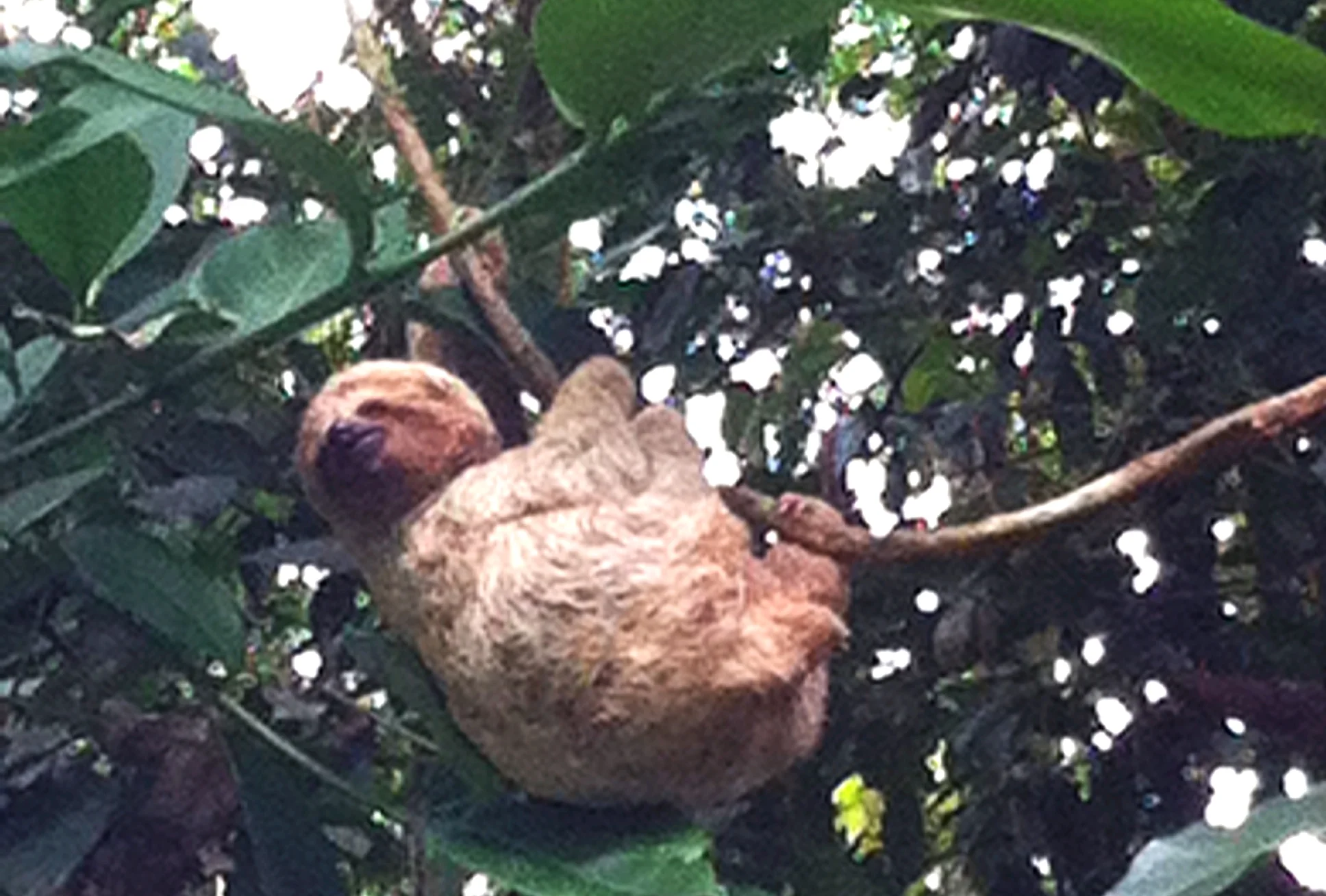 Three-toed Sloth