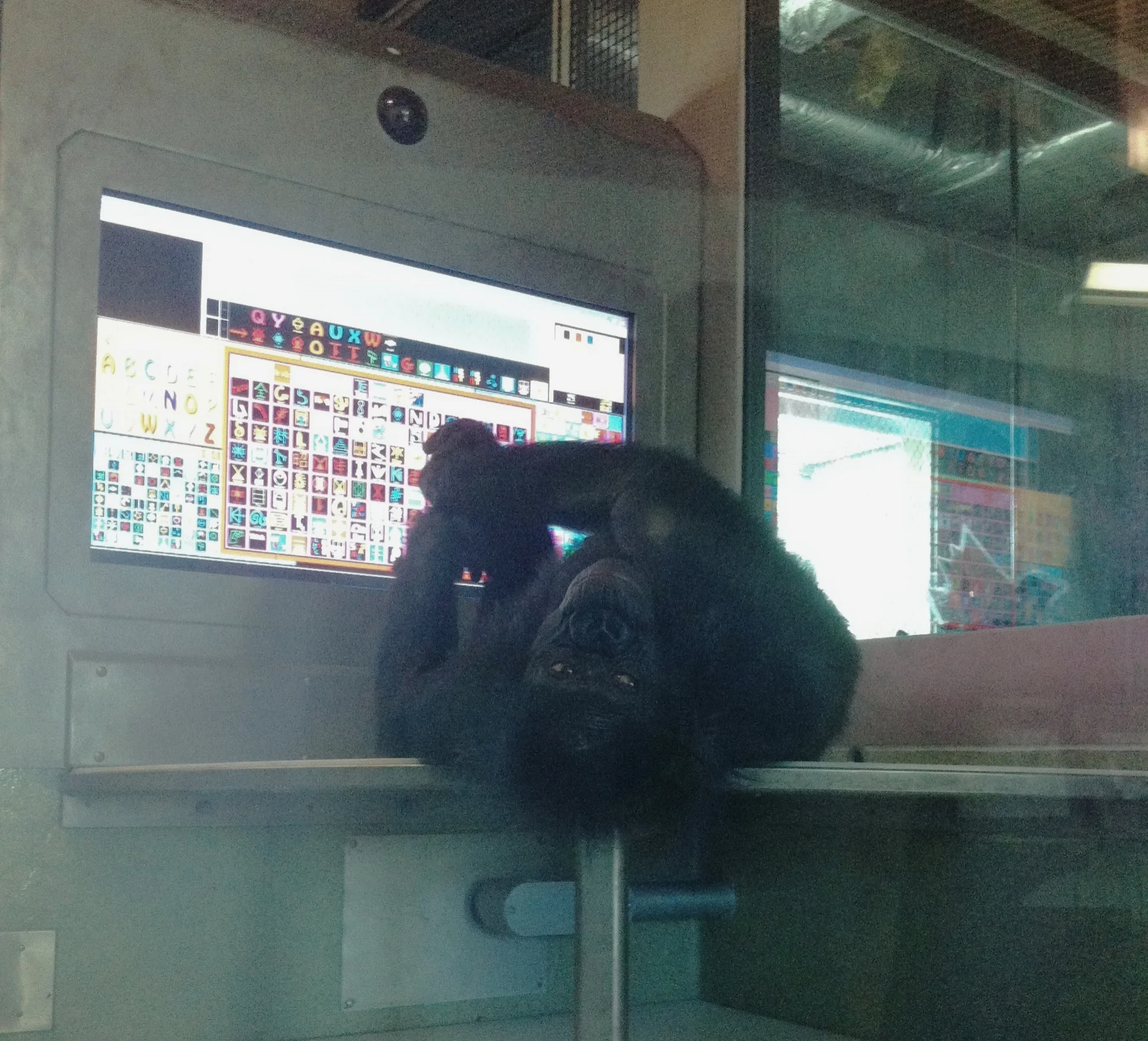  Matata using the lexigram board 