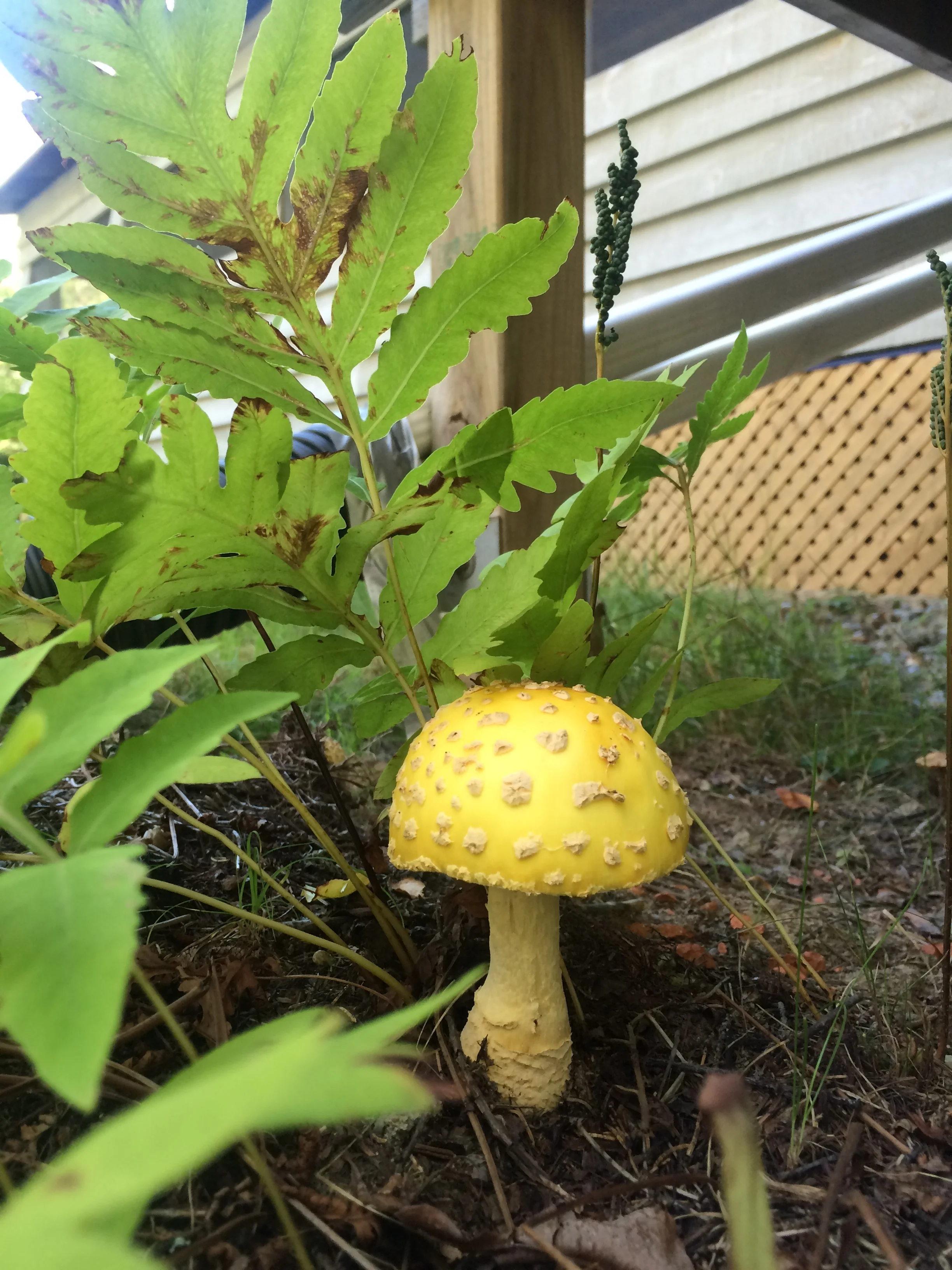  There were a number of these pretty mushrooms growing on the property. We think it might be an  Amanita muscaria  (or the Fly agaric).&nbsp; 