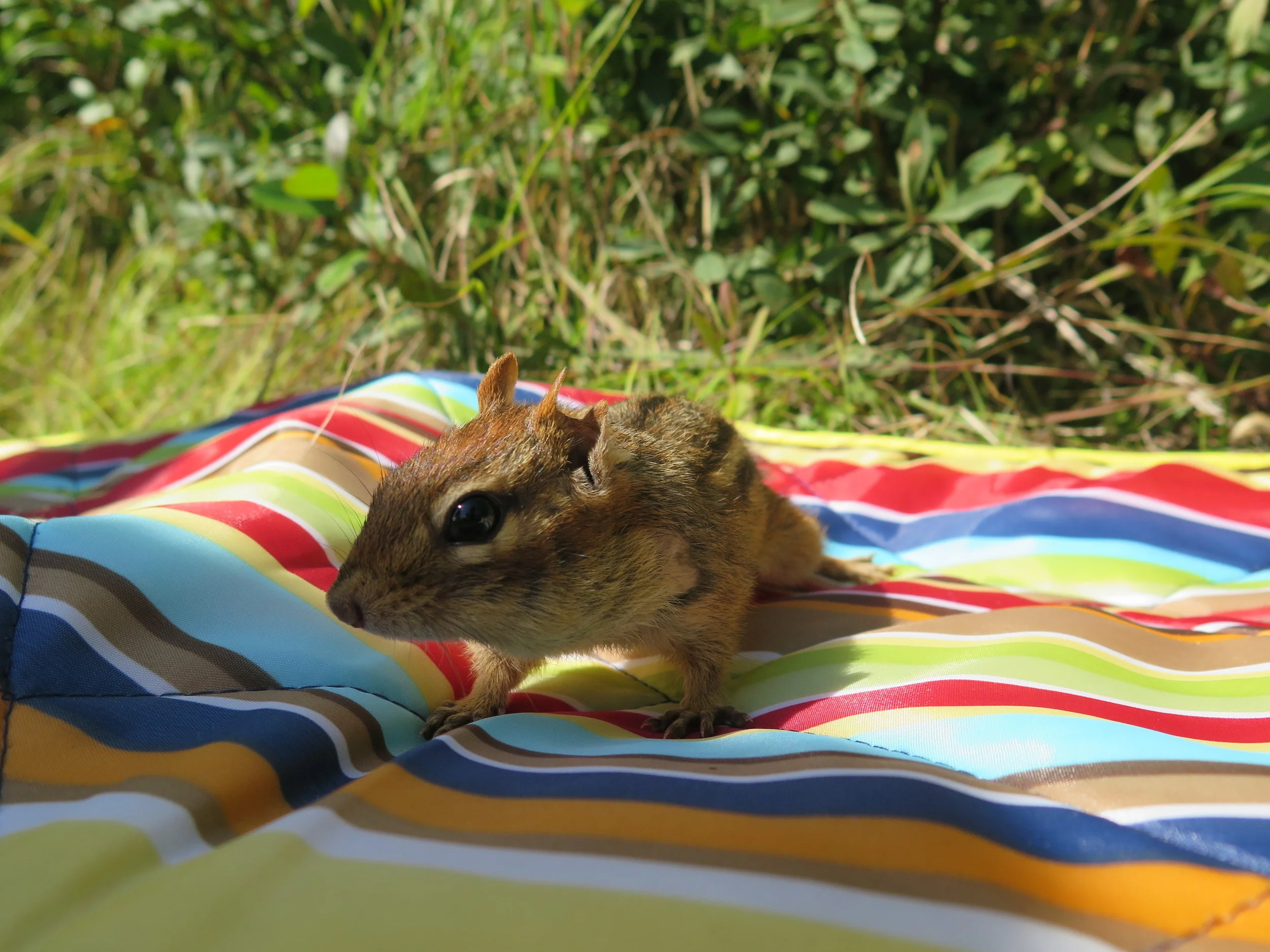  Trading the city for some northern adventures. Chippy came to scavange some lunch 