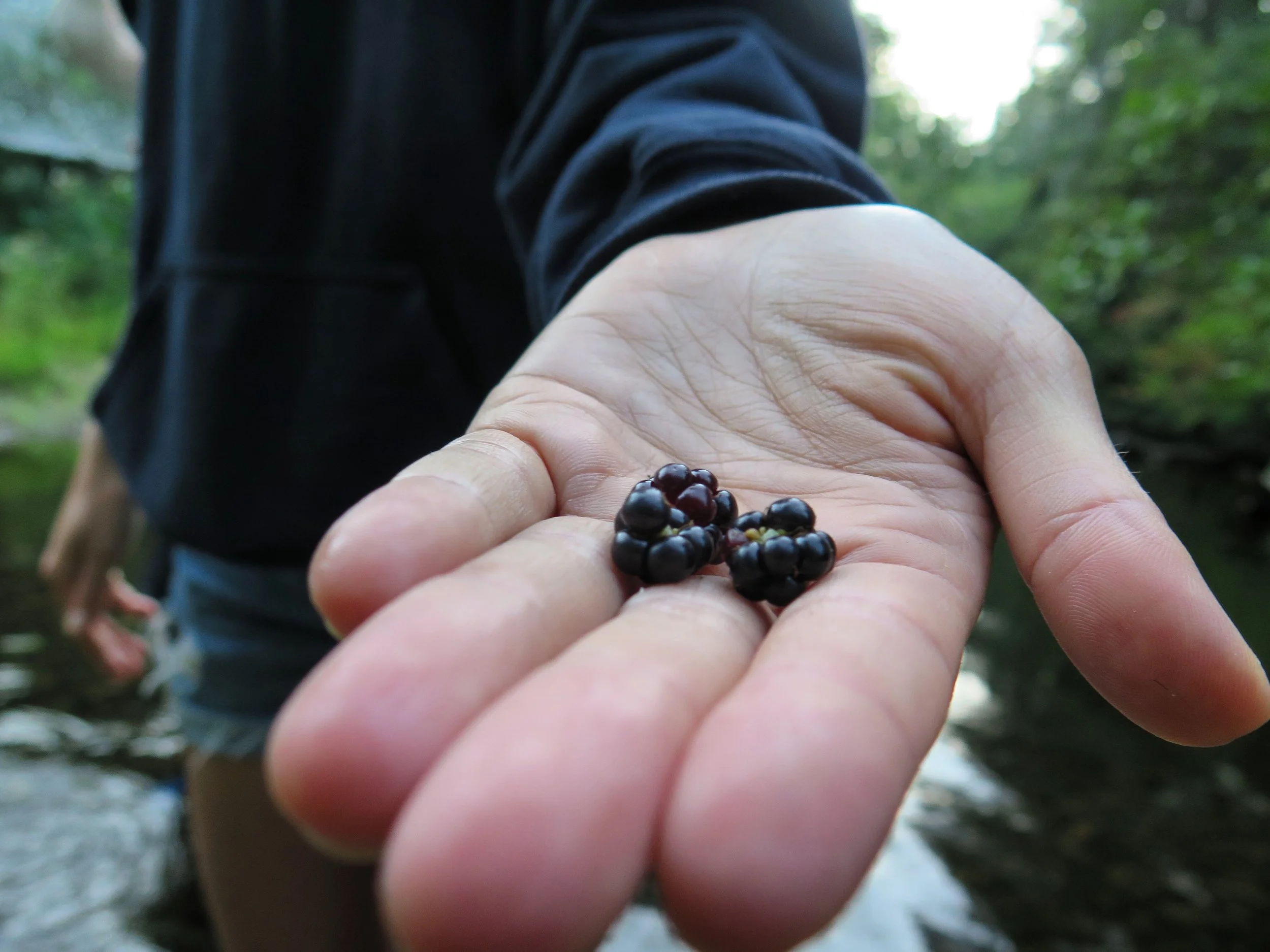  The end remnants of the wild blackberry crop. Still delicious though! 
