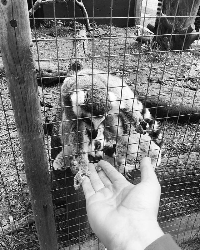 Guys. I got to feed lemurs raisins. They held my hand when they took it. This was the best day 😍