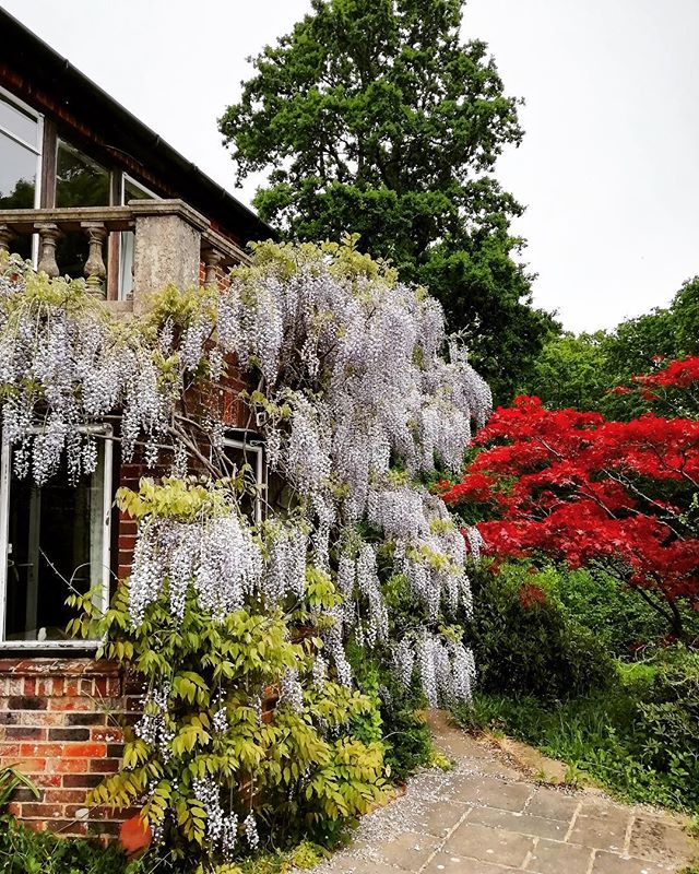 I love England. I can&rsquo;t wait for a backyard of my own one day so I can cover it in magical wisteria and pretend I&rsquo;m in England 🙌🏻