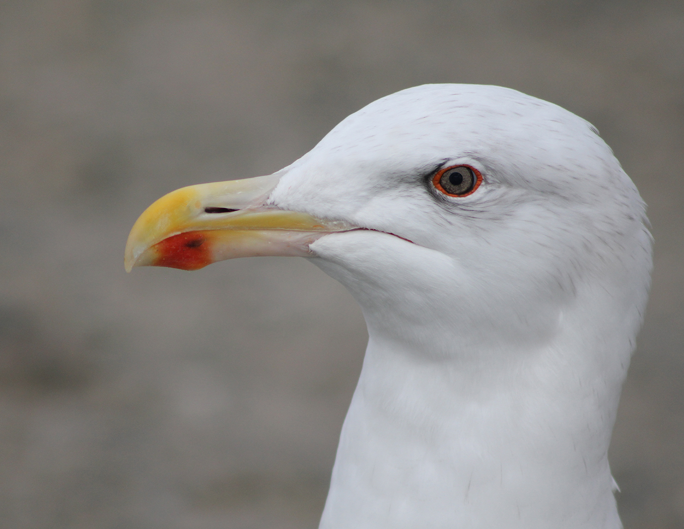 I'VE GOT MY EYE ON YOU by Tim Fitt.jpg