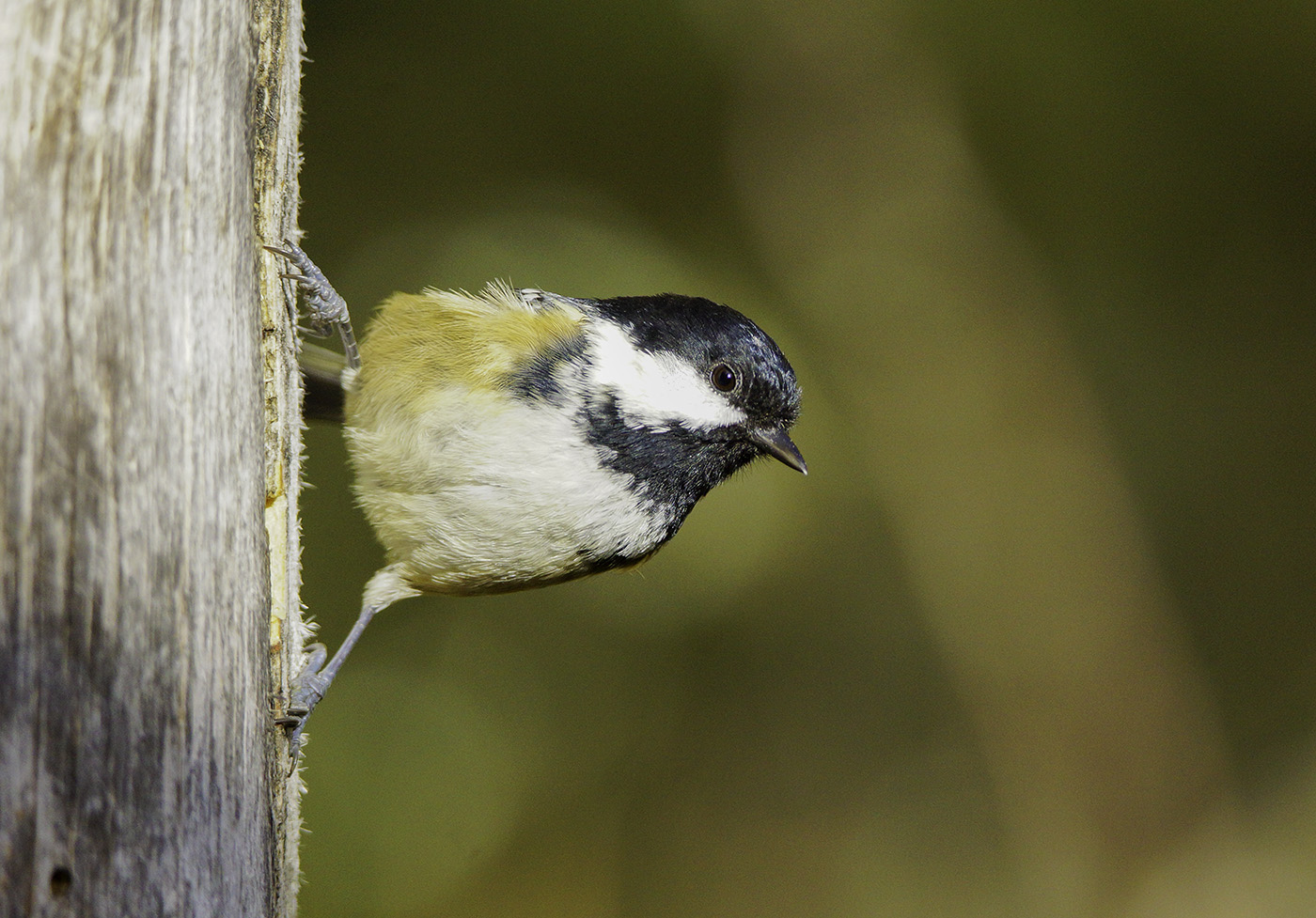 On The Look Out by Sharon Worrall.jpg