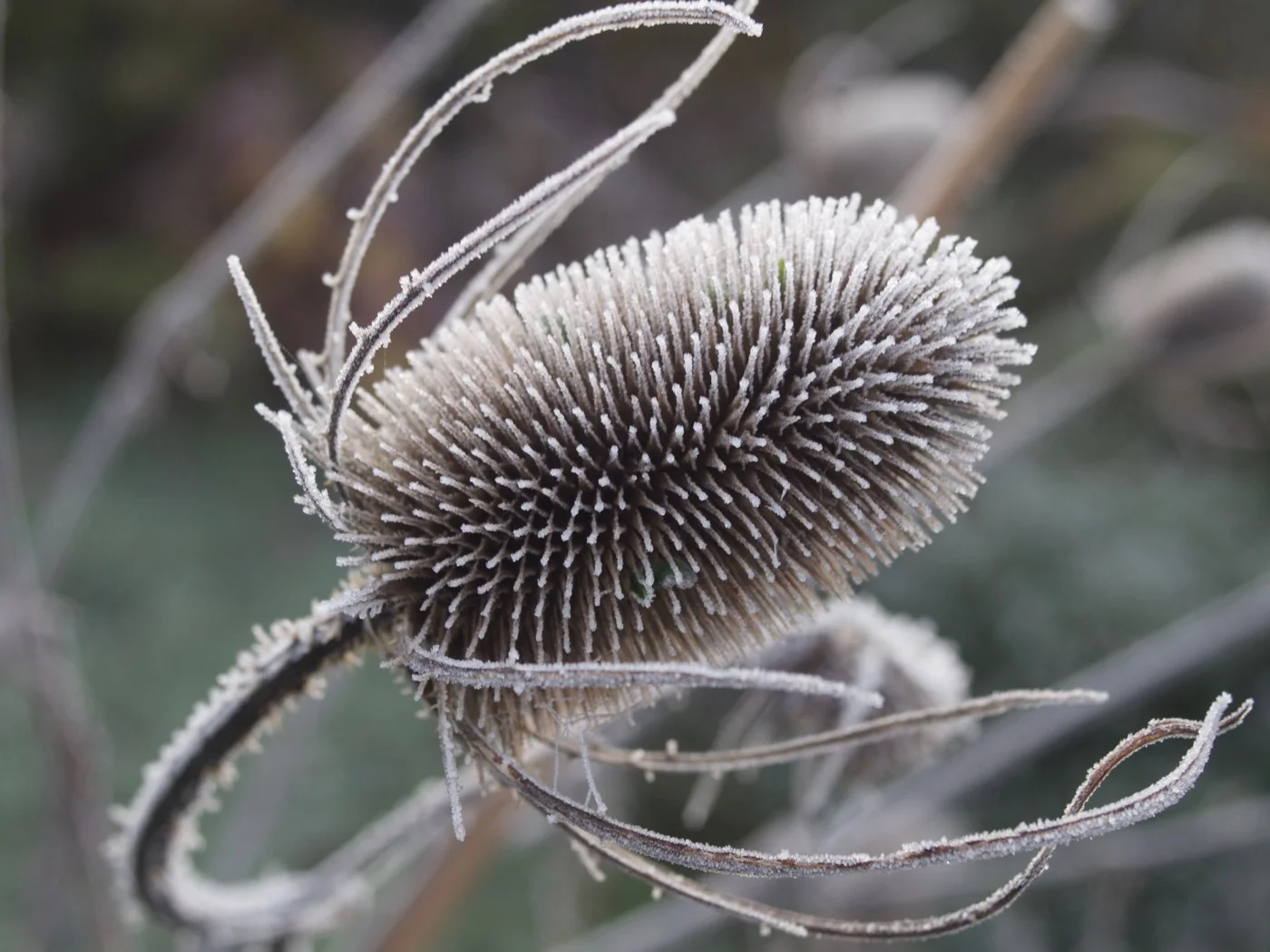 Frosted Teasel by Geoff Hardy.jpg