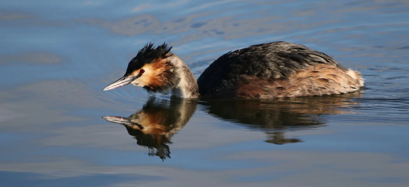 Great Crested Grebe by Graham Woollven.JPG