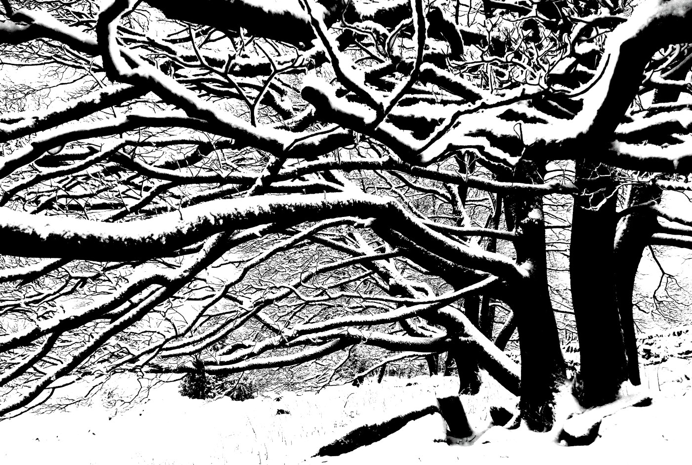 WINTER TREES by Graham Woollven.JPG