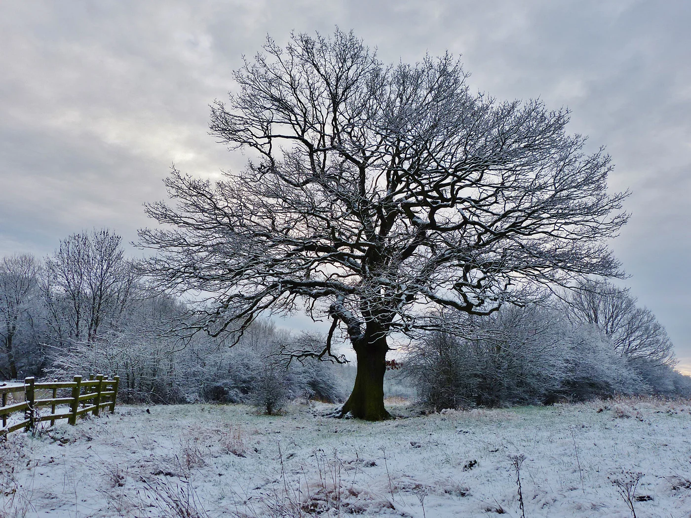 WINTER MORN by Peter Ward