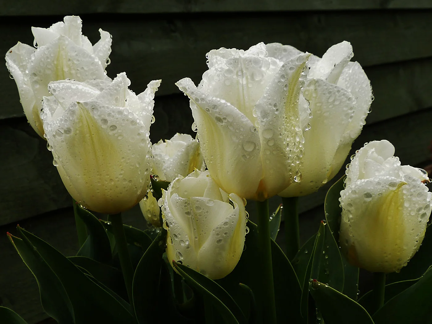 APRIL SHOWER by Peter Ward