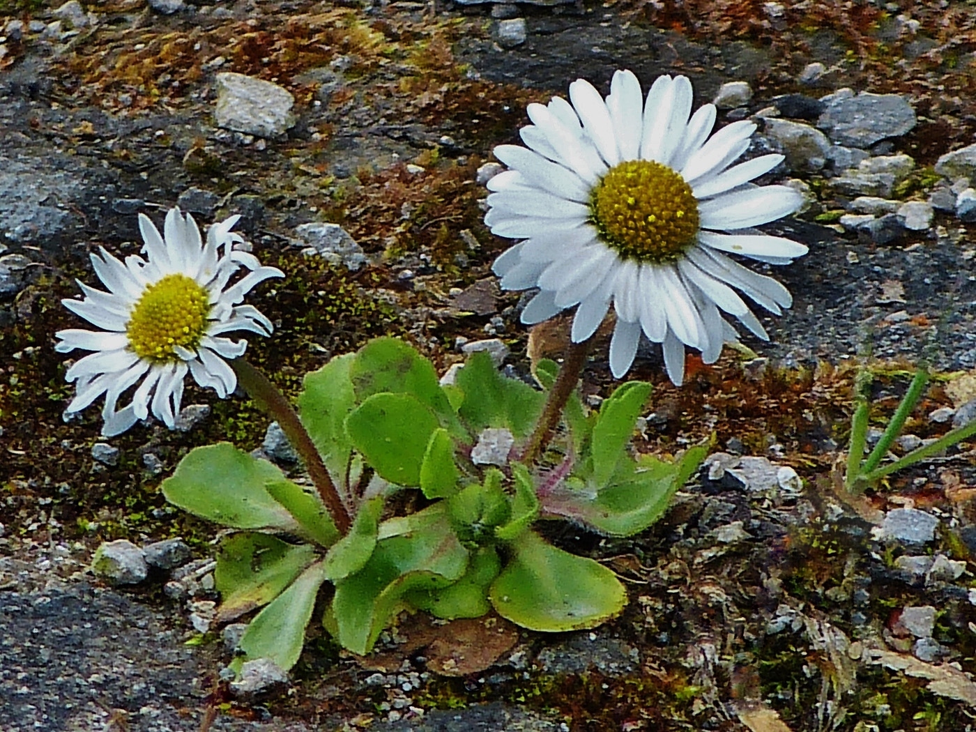 BELLIS PERENNIS by Peter Ward