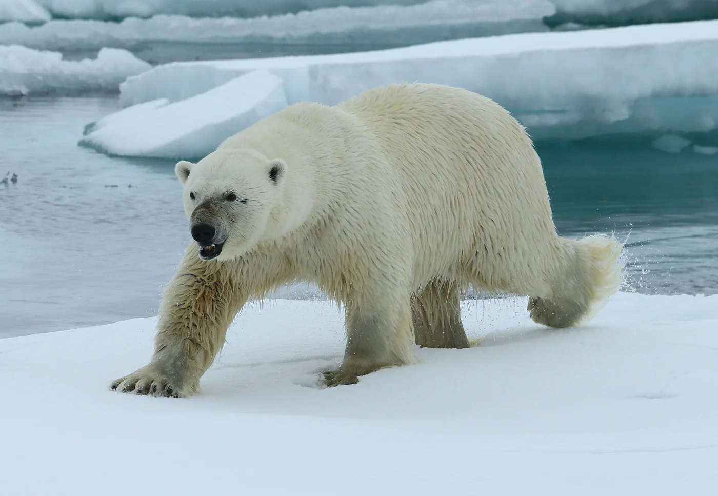 LOOKING FOR LUNCH by Ken Smith