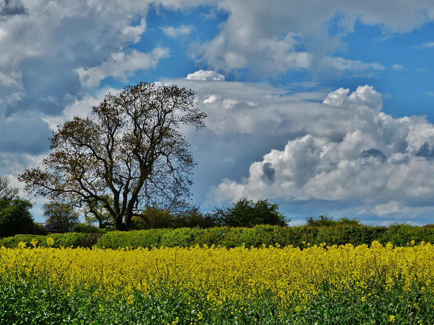 SPRINGTIME by Peter Ward.JPG