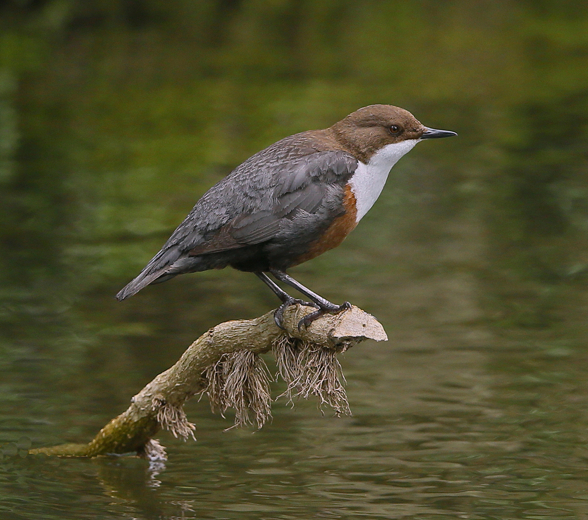 DIPPER by Ken Smith.jpg