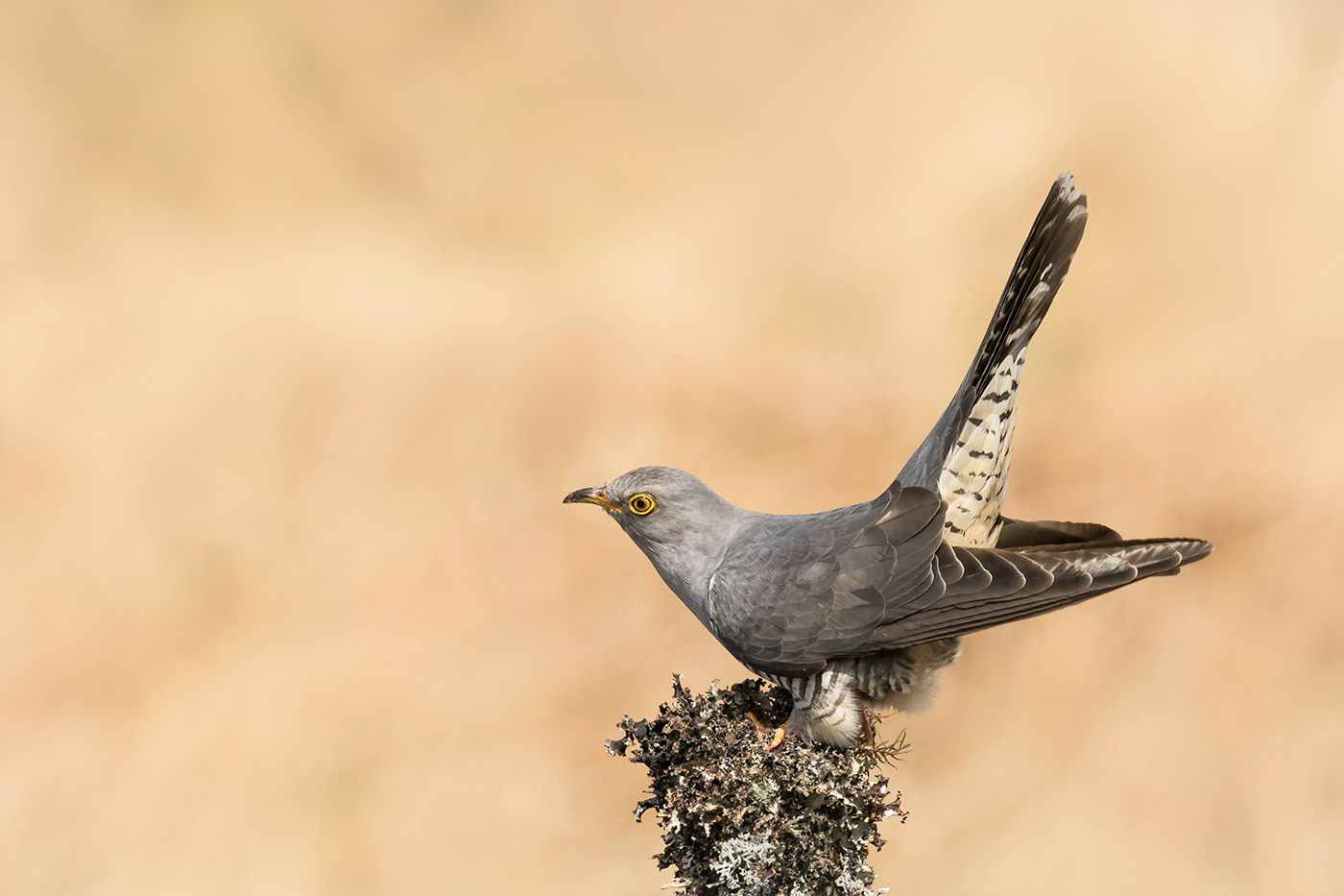 CUCKOO CALLING by Andy Smith.jpg