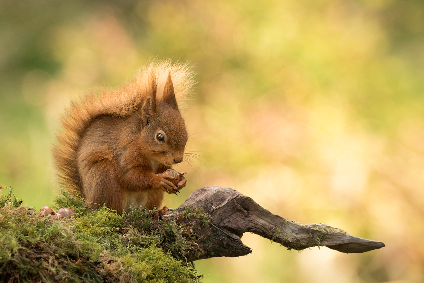 SQUIRREL NUTKIN by Andy Smith.jpg