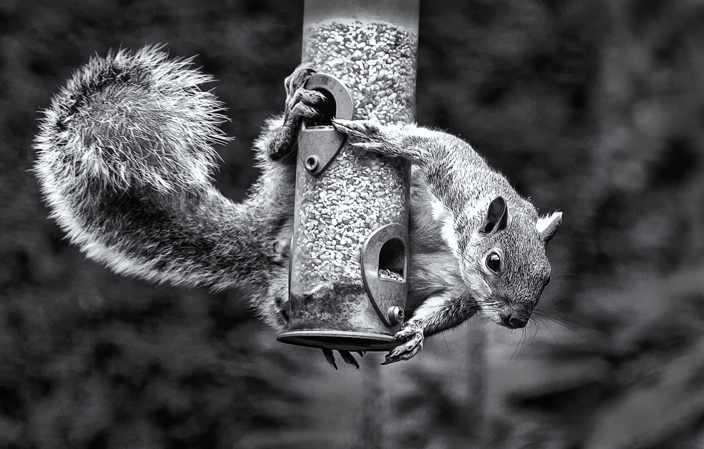 SQUIRREL by Eric Ruthenberg.jpg