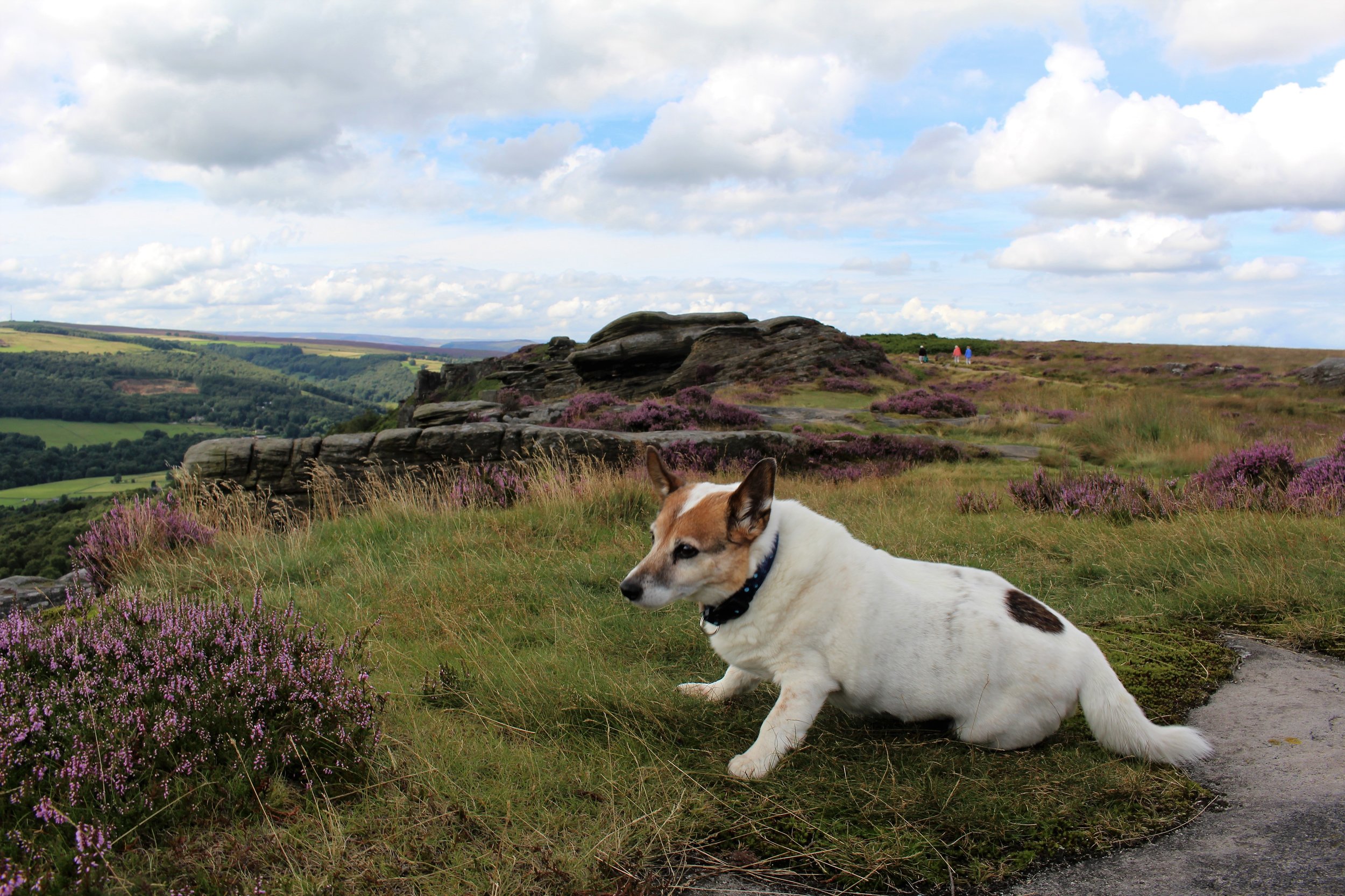 MY WALKING COMPANION ON CURBAR EDGE by Irene Smith
